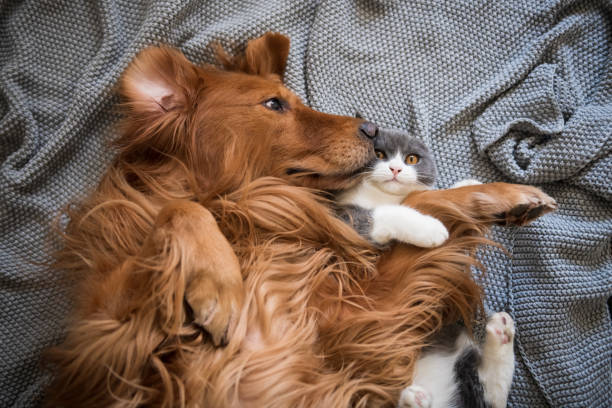 istock The Golden Hound and the kitten are playing. 1083941382