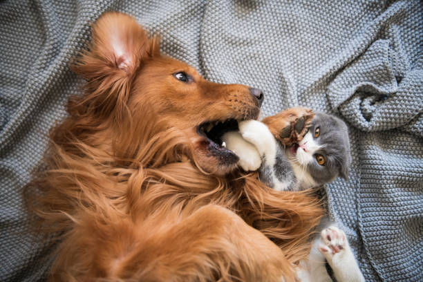 istock The Golden Hound and the kitten are playing. 1083941404