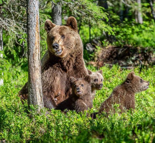 istock She-bear and bear-cubs  in the summer forest. 1083944732