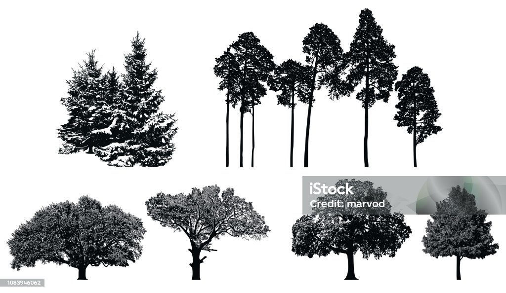 Trees - black vector silhouette isolated on white background. Set of realistic detailed graphic illustration of natural forest plant. Tree stock vector