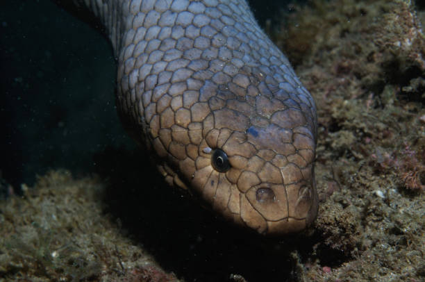 Olive Sea Snake, Bundaberg, Queensland, Australia stock photo