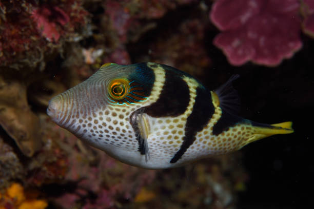 istock Black-saddled Pufferfish, Mooloolaba, Queensland, Australia 1083950730