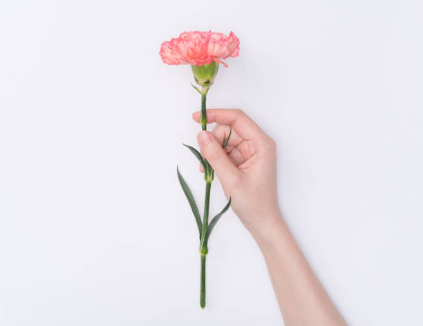 istock female hand hold carnation 1083952254