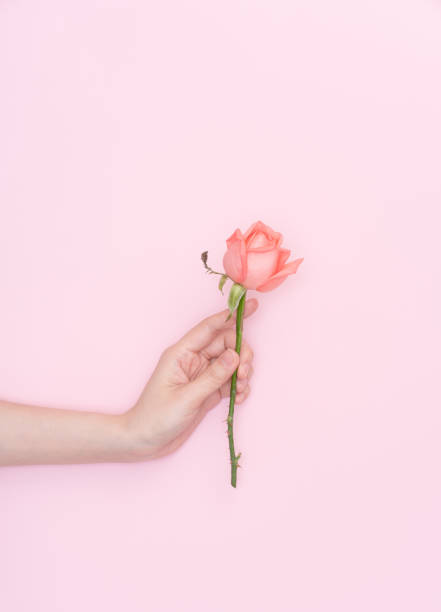 istock female hand hold flower 1083952258
