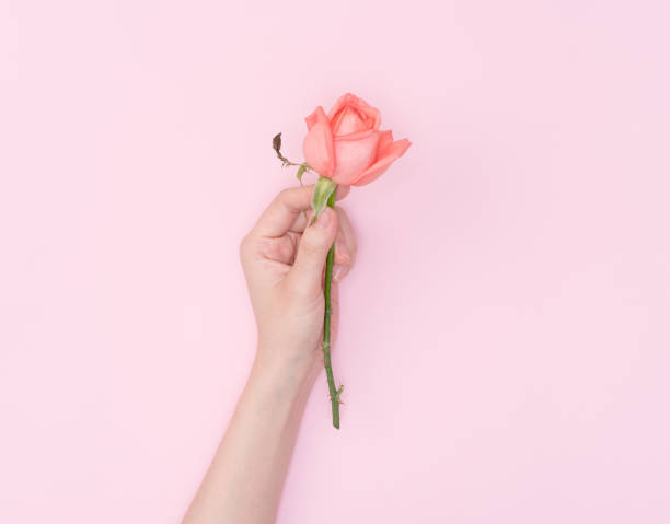 istock female hand hold flower 1083952262