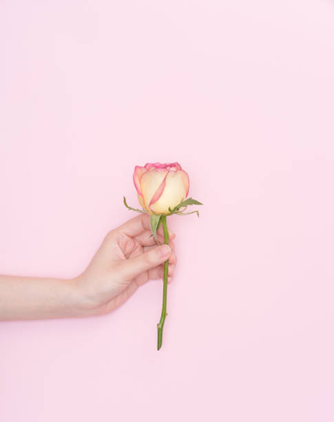 istock female hand hold flower 1083952272