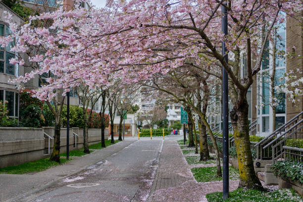 bellissimi fiori rosa sugli alberi. stagione primaverile nelle strade di vancouver - landscaped spring canada footpath foto e immagini stock