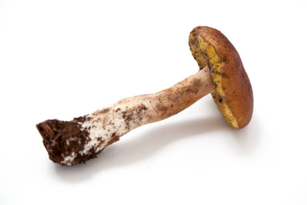 istock Mushroom berry on white background. View from above 1083955172