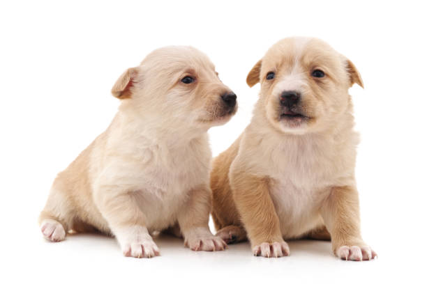 istock Two little puppies. 1083955212
