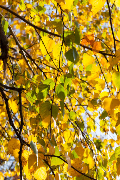 istock golden and yellow birch foliage 1083961690