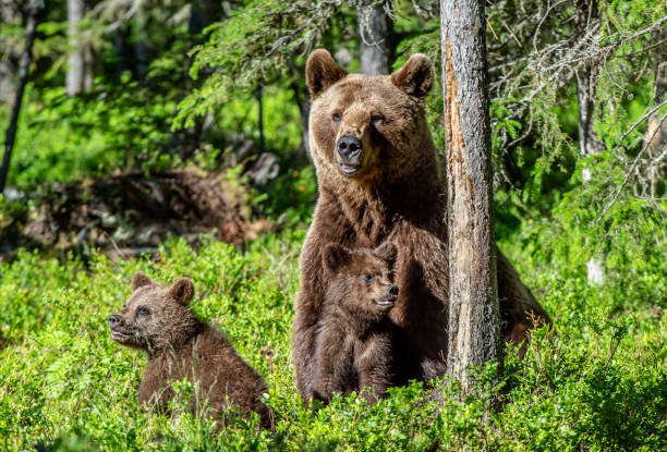 istock She-bear and bear-cubs  in the summer forest. 1083962086