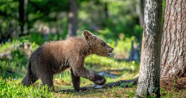 istock Brown bear cub in the summer forest. 1083963174