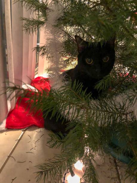 Christmas tree and cat stock photo