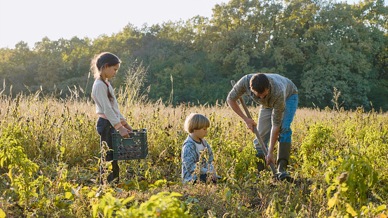 Yong farmer with children harvesting organic sweet potato on the field of eco farm. Son and daughter helping their father working in the field. Manual labour at the field