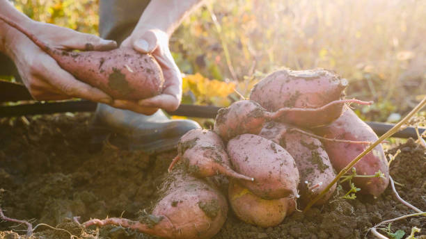 Farmer digging up with a showel and harvesting sweet potatoes at field stock photo