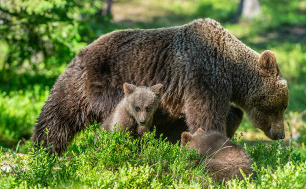 istock She-bear and bear-cubs  in the summer forest. 1083963680