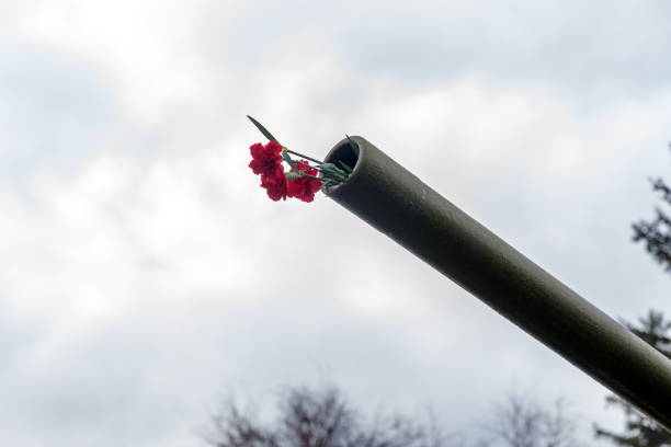 fleurs d’oeillets sont insérés dans le canon d’un canon d’artillerie comme un symbole de paix, au cours de la célébration du jour de victoire la seconde guerre mondiale. - signifier photos et images de collection