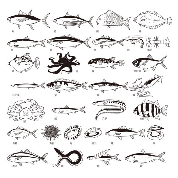 illustrazioni stock, clip art, cartoni animati e icone di tendenza di pesce sushi incastonato su sfondo bianco - pesce volante immagine