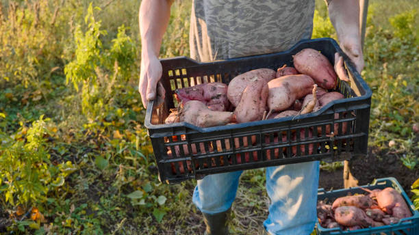 Farmer carrying the box with sweet potato at field, close-up stock photo