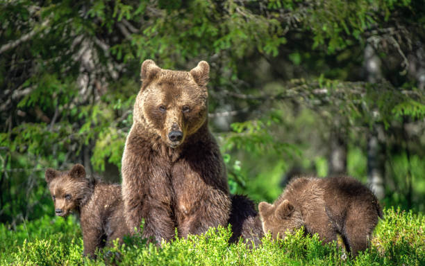 istock She-bear and bear-cubs  in the summer forest. 1083963964