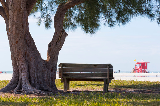 A bench under a tree at Siesta Beach in Florida.