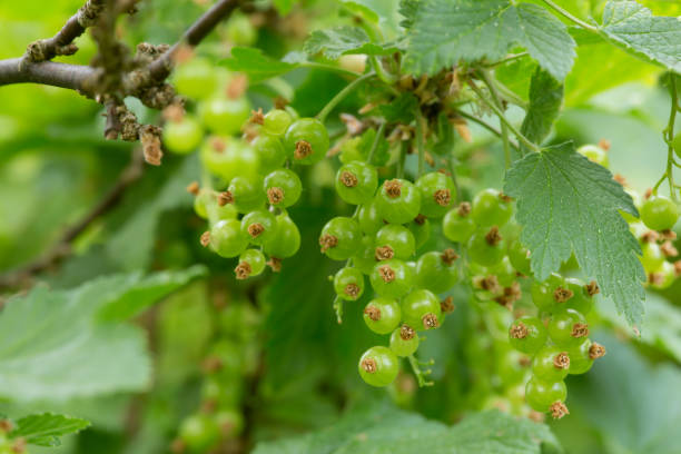 istock Unripe red currant berries, Ribes on twig 1083965794