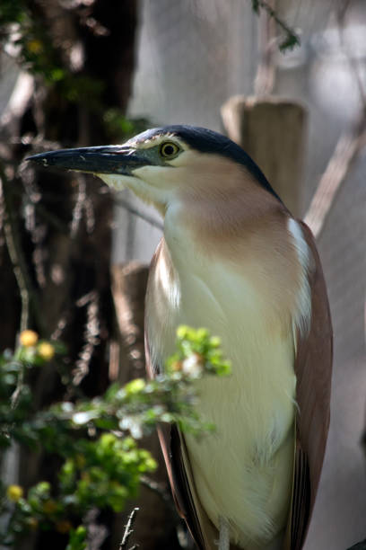 istock nankeen night heron 1083968380