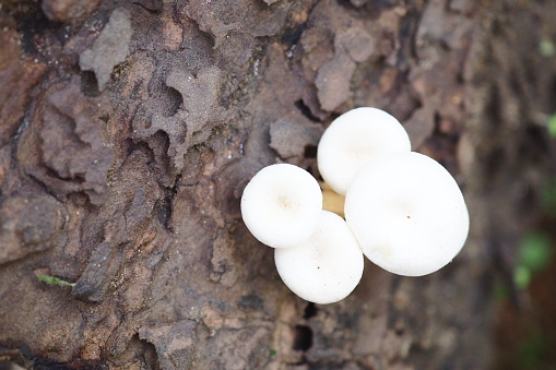 White mushroom - Wild mushroom - growing on wood in the forest