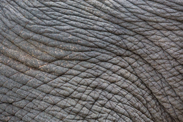 istock Colorful patterns and skin of elephant. 1083971322