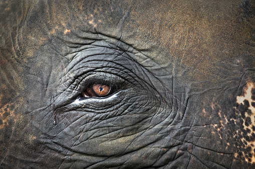 Colorful patterns, eyes and skin of elephants.