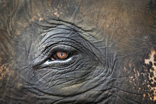 Colorful patterns, eyes and skin of elephants. stock photo