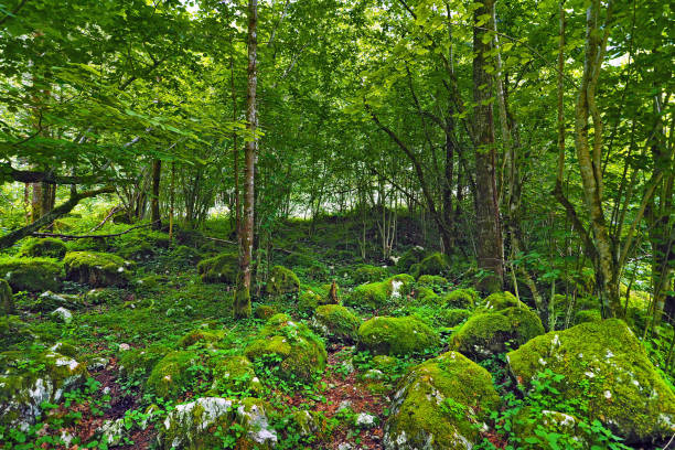 istock many fresh green leaves tree with density mosses lichen on the rocks in rain forest 1083976030