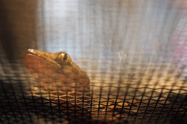 istock House lizard or little gecko 1083976106