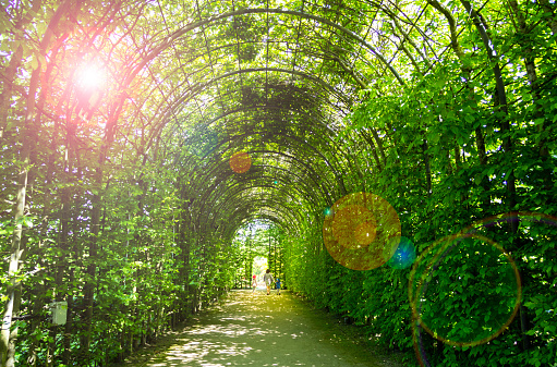 Mother and children walking along the garden tunnel in the summer with flare