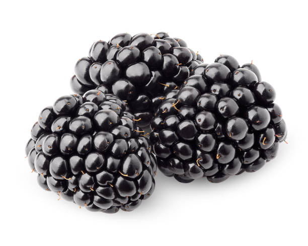 istock blackberry isolated on white background, clipping path, full depth of field 1083979284