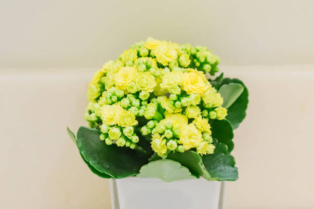 blooming yellow calanchoe on white background, soft focus blooming yellow calanchoe on white background, soft focus calanchoe stock pictures, royalty-free photos & images