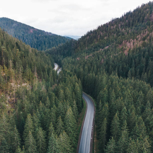 istock overhead view of ever green forest in mountains with wet road 1083981704