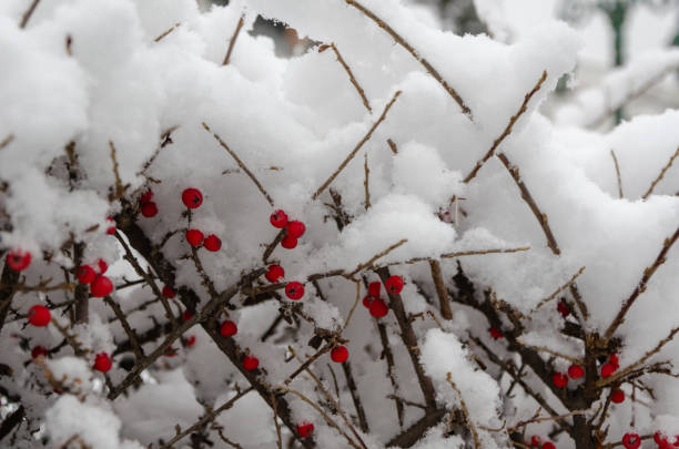 istock Winter landscape  and firehorn plant 1083989434