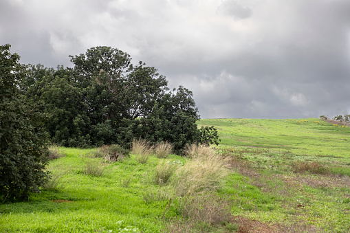 Trees on the edge of a green agricultural field under a stormy sky in clouds. Israel