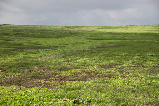 Green agricultural field under a stormy sky in clouds. Israel