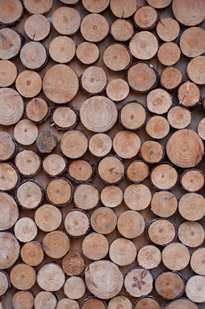 istock Background of Various Wood Bark 1084004076