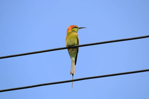 istock Meropidae bird on a cable with a sky background. 1084012300