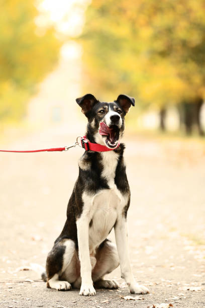 istock Beautiful dog with collar in autumn park 1084017208
