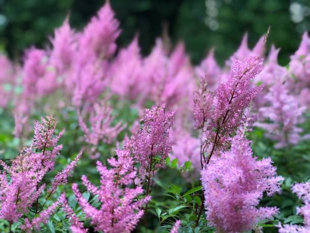 istock Wildflowers in Austria 1084017312