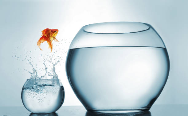 salto al más alto nivel - goldfish saltando en un recipiente más grande - concepto de logro y aspiración. esta es una ilustración de render 3d - cuenco fotografías e imágenes de stock