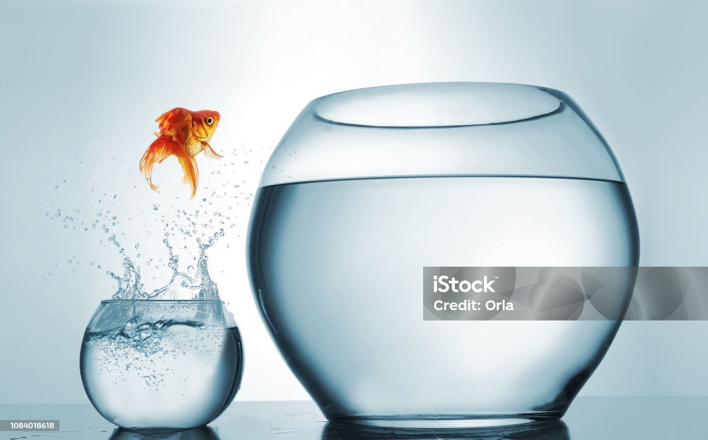 Jumping to the highest level - goldfish jumping in a bigger bowl - aspiration and achievement concept. This is a 3d render illustration Large Stock Photo
