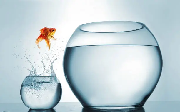 Photo of Jumping to the highest level - goldfish jumping in a bigger bowl - aspiration and achievement concept. This is a 3d render illustration