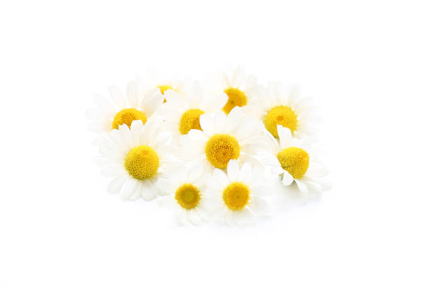 istock Chamomile flowers isolated on white background 1084021582
