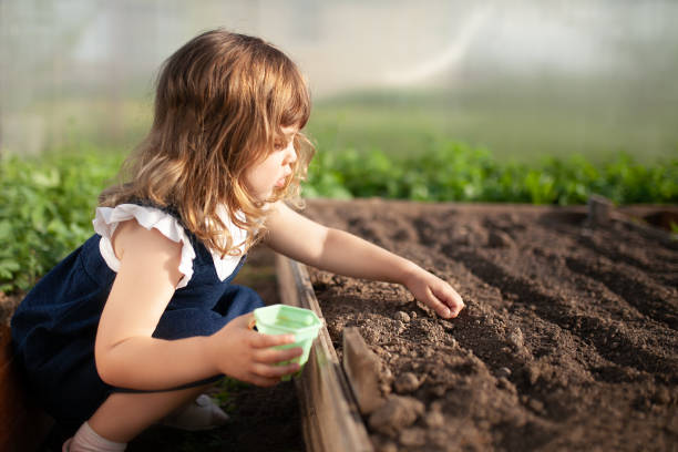 adorable niña plantando semillas en el suelo en invernadero - school farm fotografías e imágenes de stock