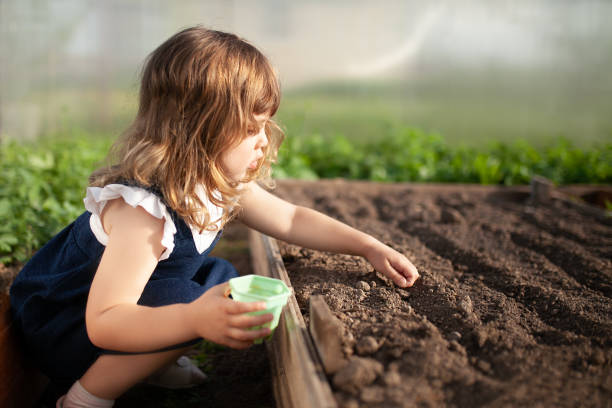 adorabile bambina che pianta semi nel terreno nella serra - school farm foto e immagini stock
